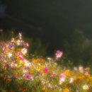 프루스트 이미지