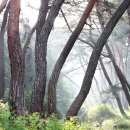 소나무숲 이미지