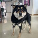 신광동물병원 이미지