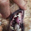 중부동물병원 이미지