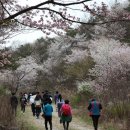 금산첨화