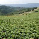 매봉산 농장 이미지