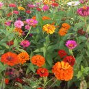 계양 아라온꽃축제 이미지