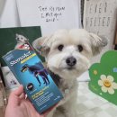 미르동물병원 | 강아지구내염과 고양이치주염 잇몸 구강관리 에 사용한 스토모액트 오랄젤