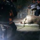 멧돼지집 이미지