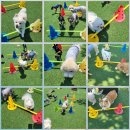 예쁘개# 애견미용실 이미지