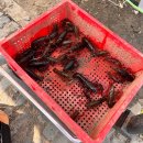 가재샘 | [쑤저우 양청호 아이랑 체험] 샤롱샤小龙虾 직접 잡기, 잘 잡는 팁 그리고 요리까지! 민물가재 농장 후기