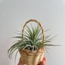 이오난사 미니라탄바구니 이미지