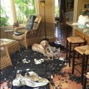 알리바이 이미지