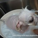 봉구애견미용샵 이미지