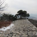 파사성 소나무 이미지