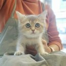 김해 해피몽 김해강아지분양 고양이분양 이미지