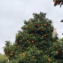 탑호스텔 | [2026 스페인] 포르투에서 세비야로 이동! 세비야 숙소 toc 호스텔 솔직후기