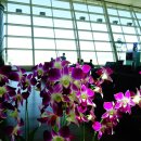 요나고래 이미지