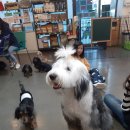 퍼피앤커피 이미지