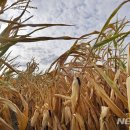 강냉이닷컴 이미지