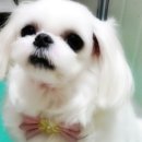 애개애개애견샵 네이버블로그