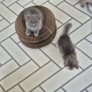 골든캣 골드브숏 골드먼치킨 평택전문점 이미지