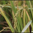 깊은산속맑은공기민박 이미지