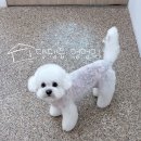 강아지 미용실 | [의정부] 비숑 아츄의 새로운 강아지 미용실 후기 | 댕댕읍멍멍리