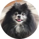 강아지 멋내기 | 여름에도 강아지 옷 입혀야 할까요? 시원함과 귀여움 다 잡는 방법 퍼피스맘 추천템!