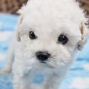 가정견1회분양 이미지