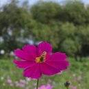 승기천 | 인천 승기천 : 코스모스 보며 산책할 만해요 주차정보