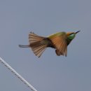 그린 비 이터 & Blue -bearded bee-eater 이미지