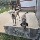 사랑할~개 이미지