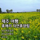 성대농장 | 휴애리자연휴양림입장료예매 17%할인 및 제주 휴애리 유채꽃 주차 소요시간 솔직 후기