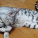 조항일동물병원 이미지