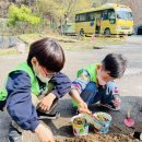 [식목일 행사]방울 토마토 모종심기🪴 이미지