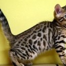 건국동물병원 이미지