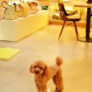 토미펫샵 이미지