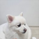 비전덴탈 | 강아지 산양삼 영양제 후기, 펫벨업 기호성부터 눈 건강, 장건강, 유산균 관리까지!