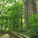 청태산자연휴양림 이미지