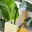 리본마취통증의학과의원 이미지