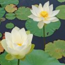 미추홀공원 다례원 이미지