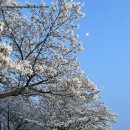 안산천남로1 | 안산 도심 벚꽃명소 나들이가기좋은곳 추천 5곳