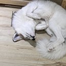 마리앤쥬 이미지