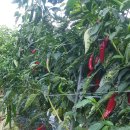 풍성농장 이미지