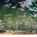 연못 속 풍경 이미지