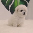 우리집 막둥이 이미지