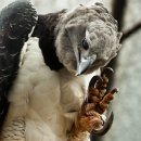 맹금류 최강 하피 독수리(Harpy eagle) 이미지