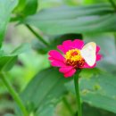 배일치 농장 이미지