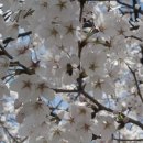 속리산 벚꽃과 정이품소나무&청주 무심천 왕벚꽃 이미지