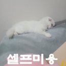 냥스타 | 고양이 셀프미용 후기. 집에서 얼굴털 다듬어주기.