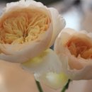 라별