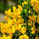 3월 30일 오늘의 탄생화 금작화 (Scotch Broom) 이미지