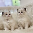 블루랙돌 이미지